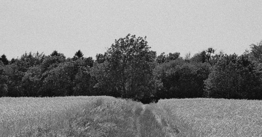Black and white image of a field with trees